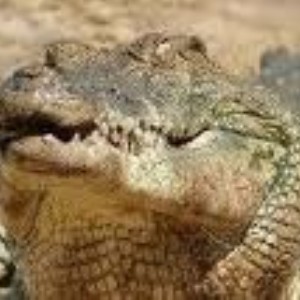Should Australia hunt crocodiles again?