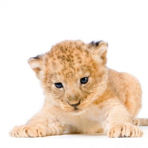 What is your favourite non-domestic animal?