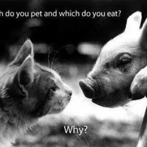 Favourite Animal