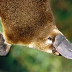 Platypus, Platypuses or Platypi