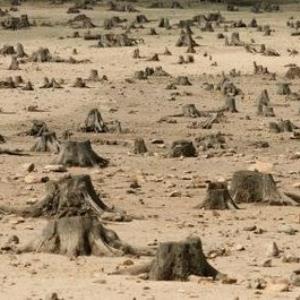 Do you think it is right when trees are cut down