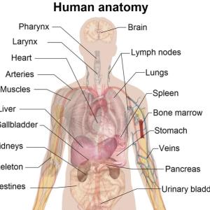 Should we look after our bodies