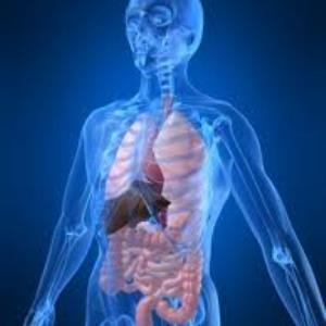 What is the most important part of the human body?