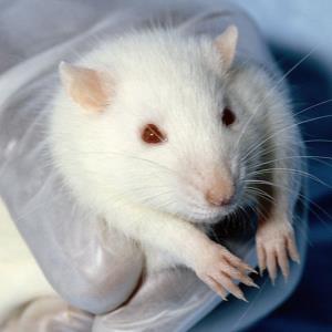 Scientific testing on animals