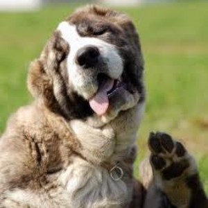 Dogs - What's your favourite breed?