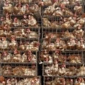 Should chickens be caged