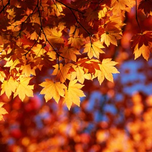 Are you part of an environmental group?