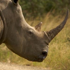 Should we de-horn rhinos?