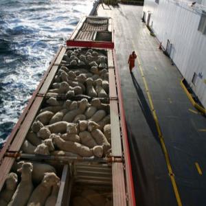 Should animal exporting from foreign countries to Australia be banned?