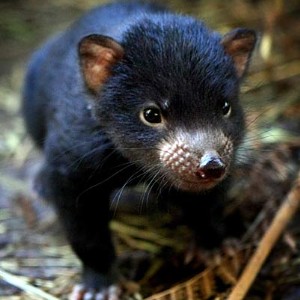 Tasmanian Devils - Hello or goodbye? 