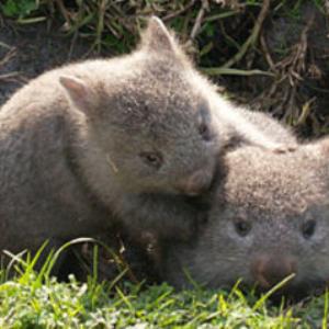 The Northern Hairy Nosed Wombat - Save it?
