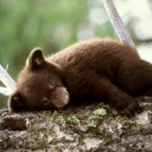 Bear test: How well do u know bears??