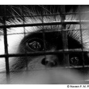 Animals in captivity