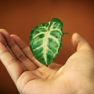 Sustainable Energy