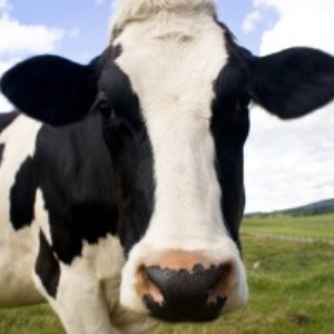 Dairy Farms are Polluting our Rivers