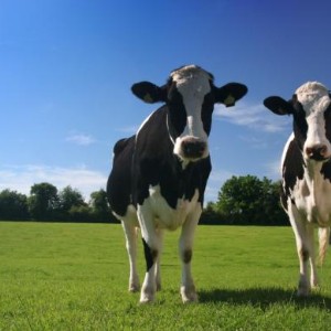 Dairy Farms Wrecking the Enviroment!