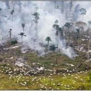 Ecosystem loss