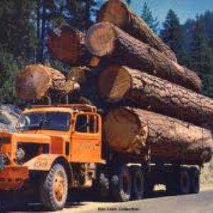 Logging
