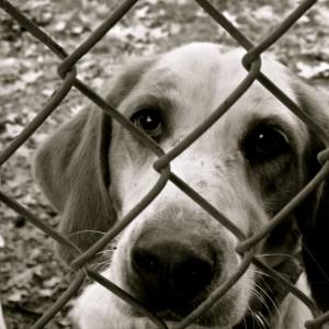 ANIMAL TESTING: IS IT OK?