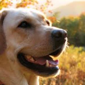 Pets for everyone?