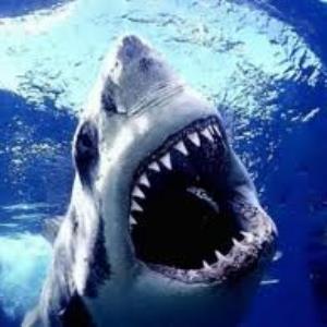 Shark culling
