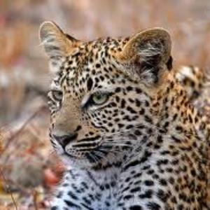 Endangered...