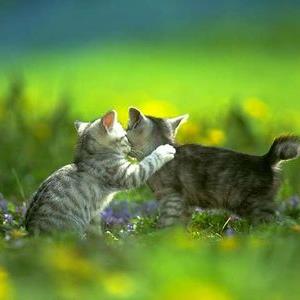 Should cats be kept indoors