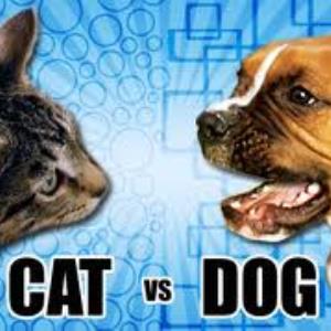 Dogs or cats