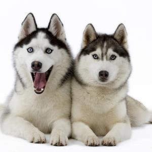 Do you like Siberian Huskies?