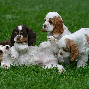 English Cocker Spaniels