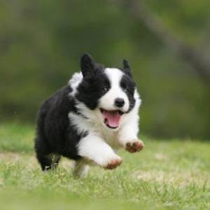 Do you like Border Collies?