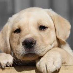 Is the way humans treat animals fair?