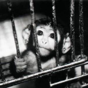 Did we evolve from apes?