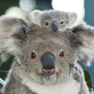 Save the Koalas!