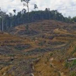 Should it be illegal to chop down trees from an endangered animals habitat.