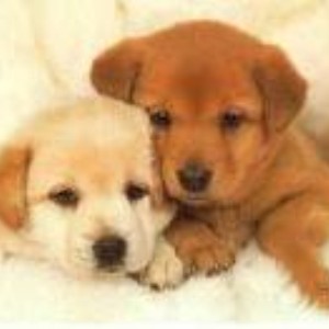 What is your favourite breed of dog?