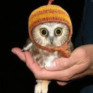 Do you like Owls?