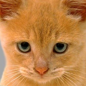 Do you believe that cats are the ideal pet?