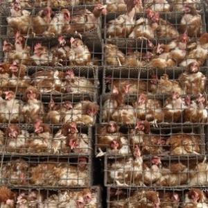 Should caged eggs be illegal?