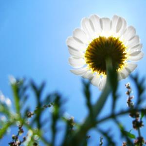 What is your favourite flower?