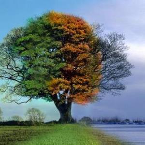 Favourite Season