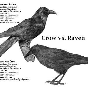 Raven vs Crow