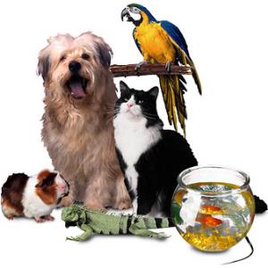 Which Pet is Best???