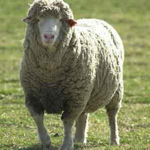Humanity, a flock of Sheep?