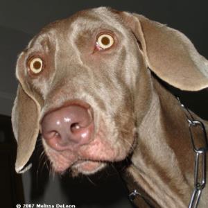 Do animals have their own languages?