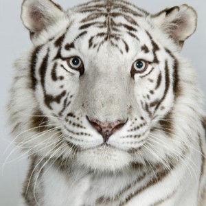 Would the world be better without animals???