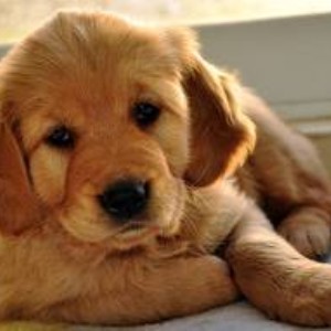 Should special care be given to animals?